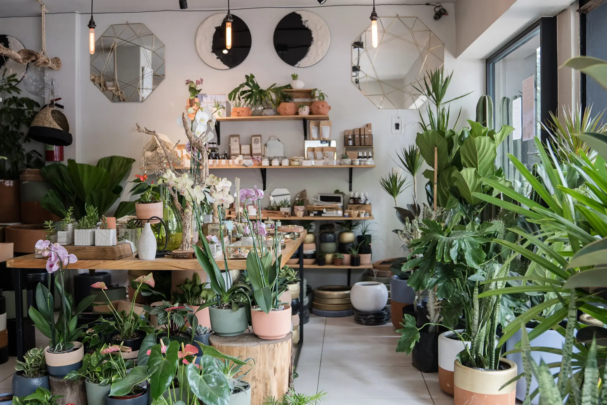 Portada de La tienda de Darmaes